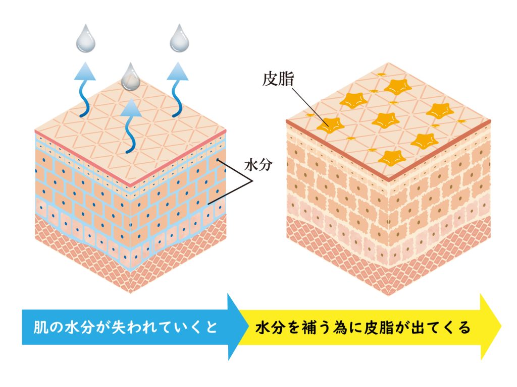 脂性肌が皮脂分泌のループに陥る原因